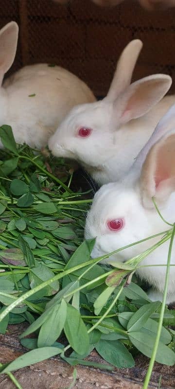 2 female and 1 male pair jora for sale 1