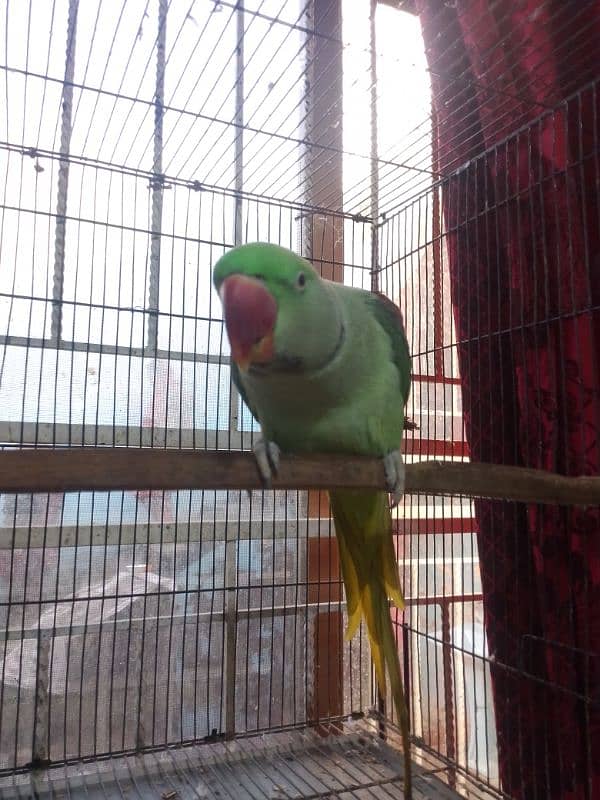 raw parrot buttifull voice say Allahu and more 0