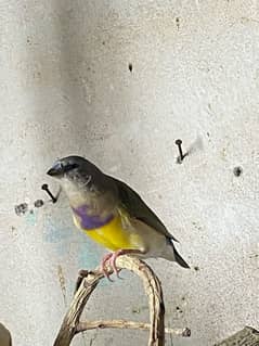 Gouldian finch