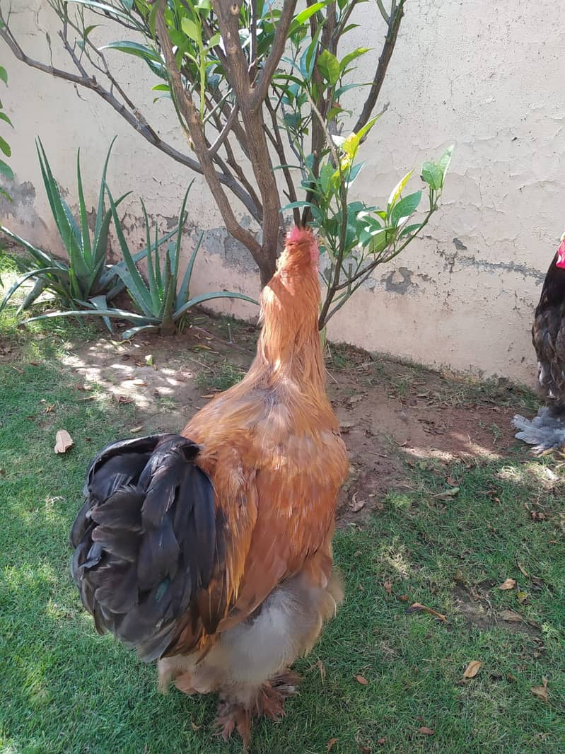 Golden Buff Males, Blue Buff Male with Golden Female 1