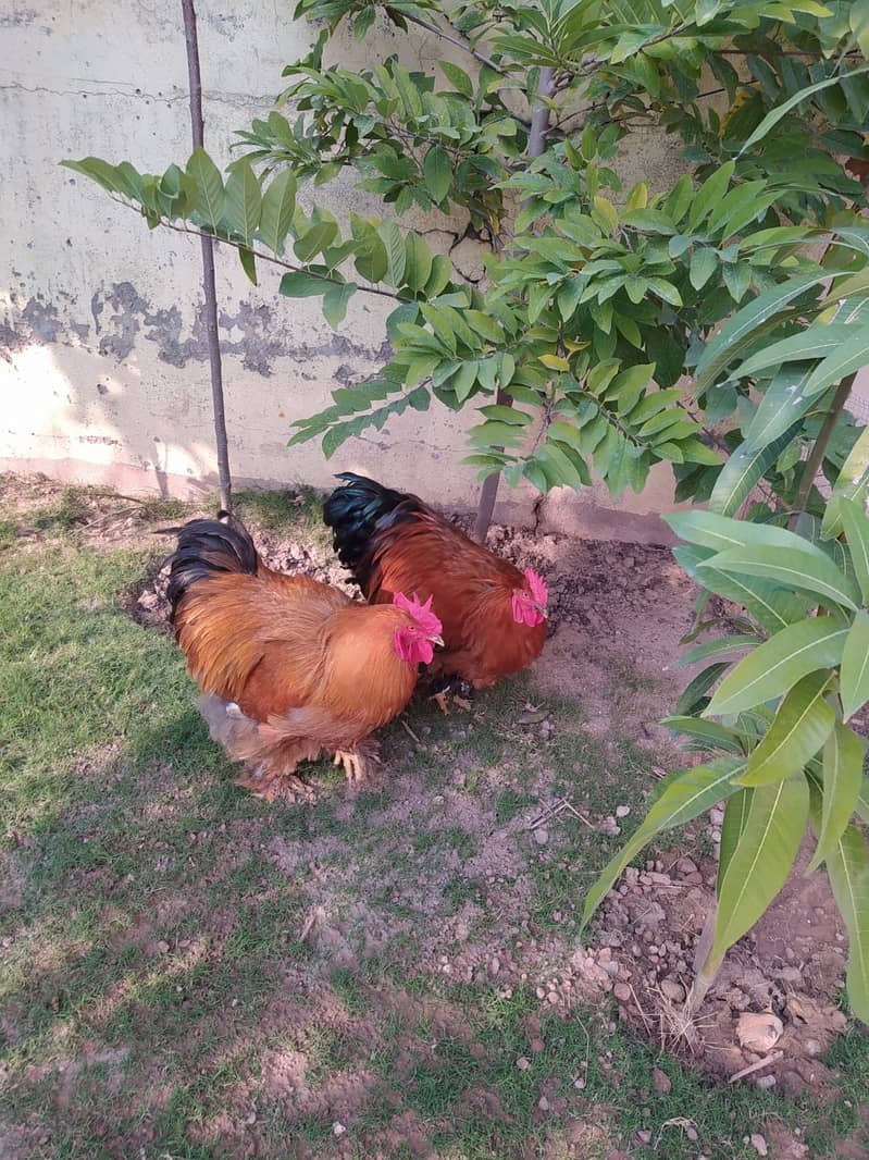 Golden Buff Males, Blue Buff Male with Golden Female 2