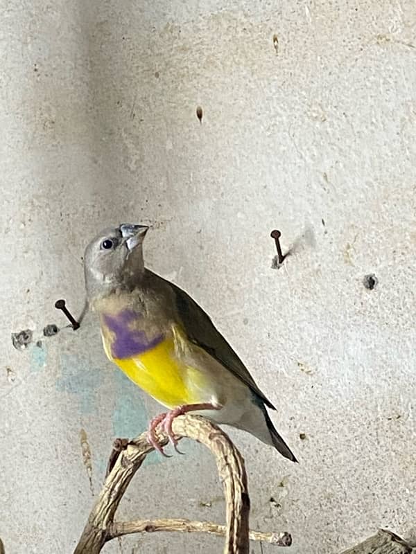 Gouldian finch 2