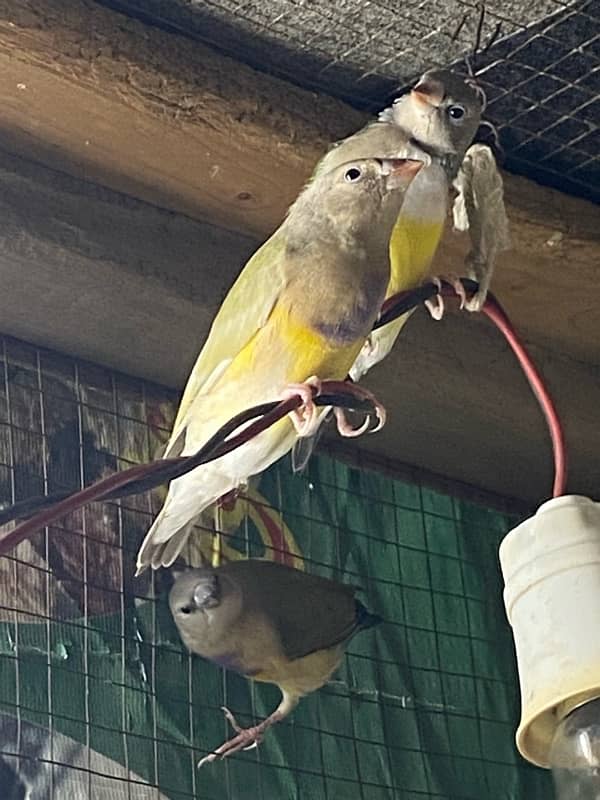 Gouldian finch 3