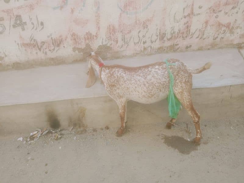 doodh wali bakri h masallah sy tazi bachi dy thi par maar gahi 0