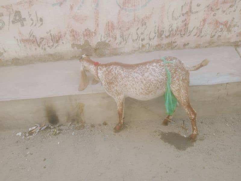 doodh wali bakri h masallah sy tazi bachi dy thi par maar gahi 1