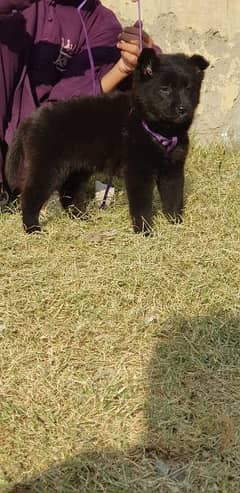 german black shepherd long coat female available for sale