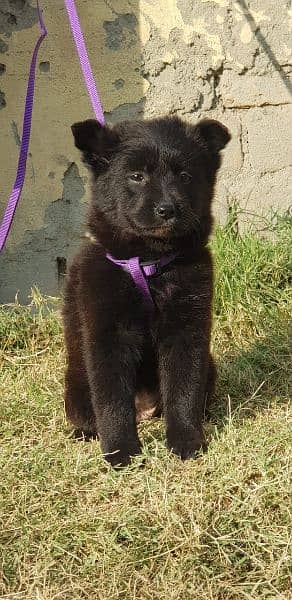 german black shepherd long coat female available for sale 1