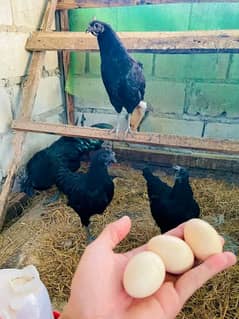 Ayam Cemani eggs