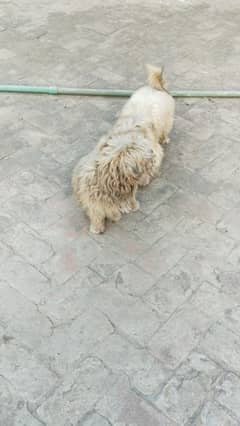 Shidzu male.