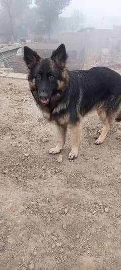 German shepherd female for sale