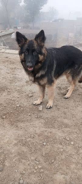 German shepherd female for sale 0