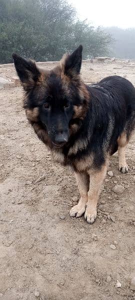 German shepherd female for sale 1