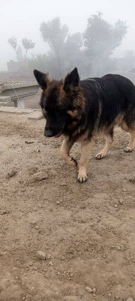 German shepherd female for sale 2