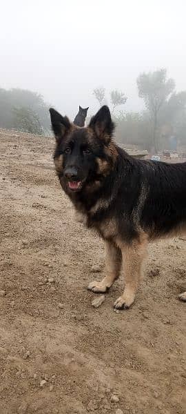 German shepherd female for sale 3