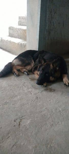 German shepherd female for sale 4