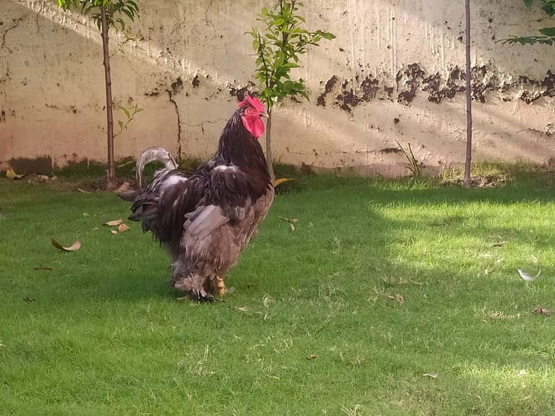 Golden Buff Males, Blue Buff Male with Golden Female 7