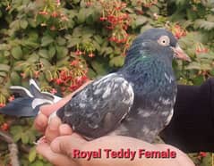 Royal Teddy Breeder Females