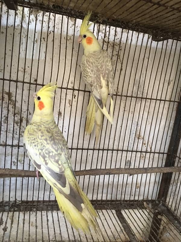 Cocktiel breather pair 0