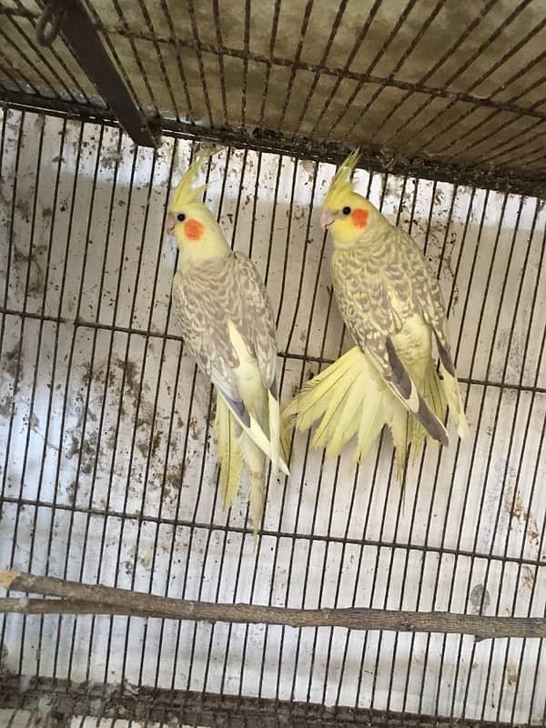 Cocktiel breather pair 2