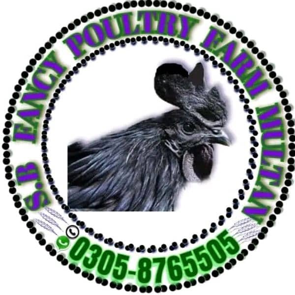 Ayam Cemani breeders 1