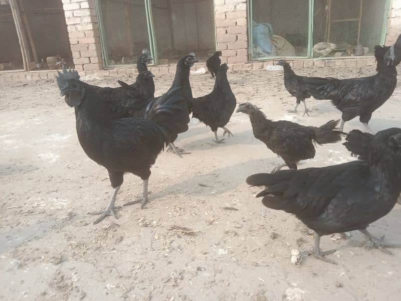 Ayam Cemani adult 1