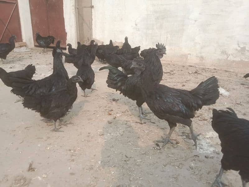 Ayam Cemani adult 3