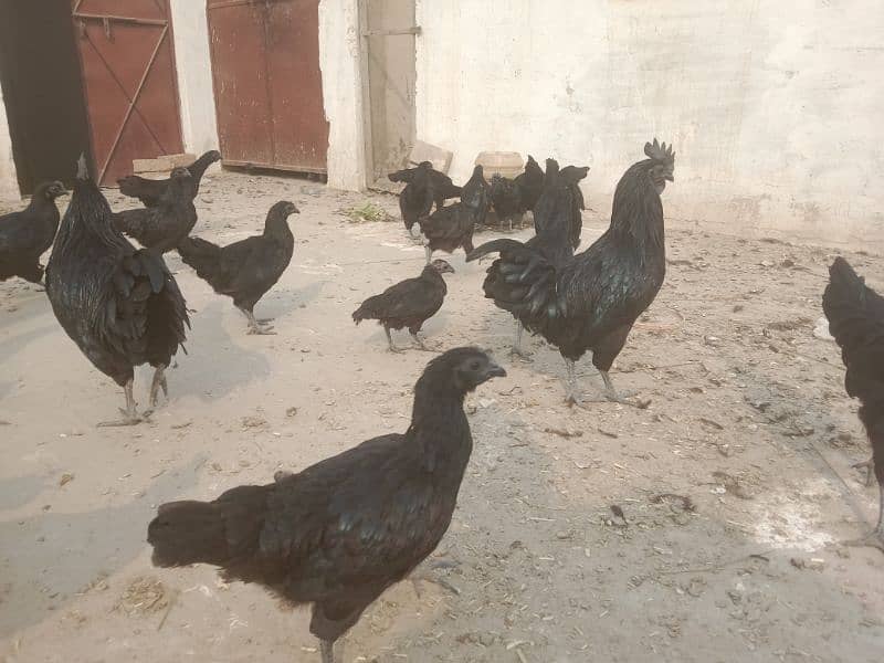 Ayam Cemani adult 4