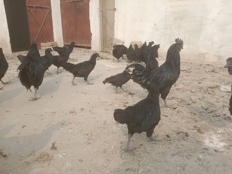 Ayam Cemani adult 5