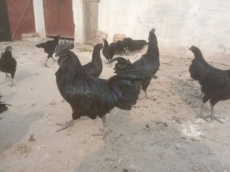 Ayam Cemani adult 6