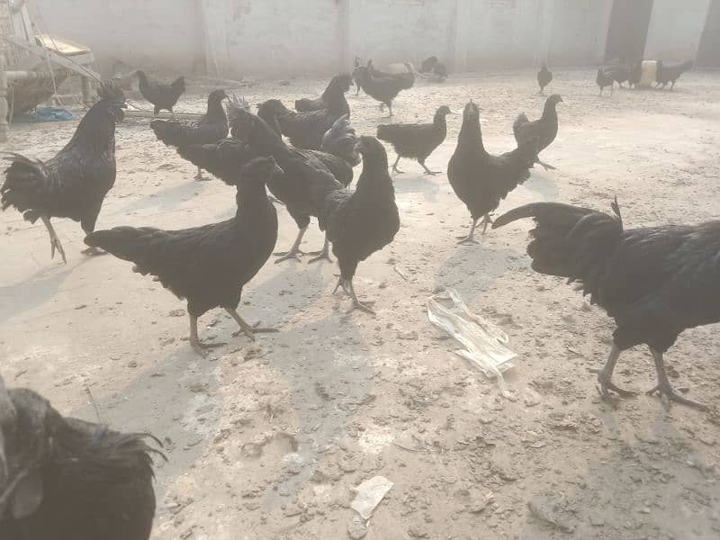 Ayam Cemani adult 9