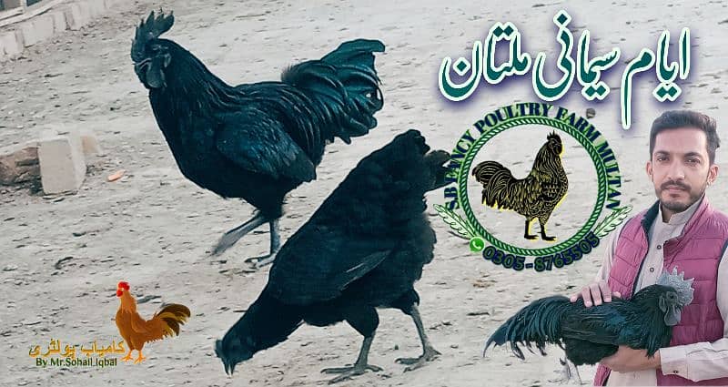 Ayam Cemani breeders 2