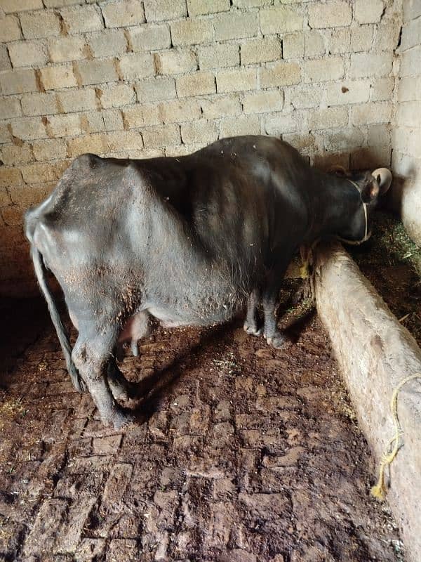 nasli buffalo 10 kg milk 2