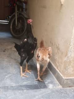 black female 30000 brown female 30000