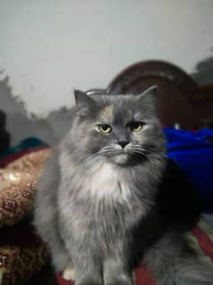 Persian