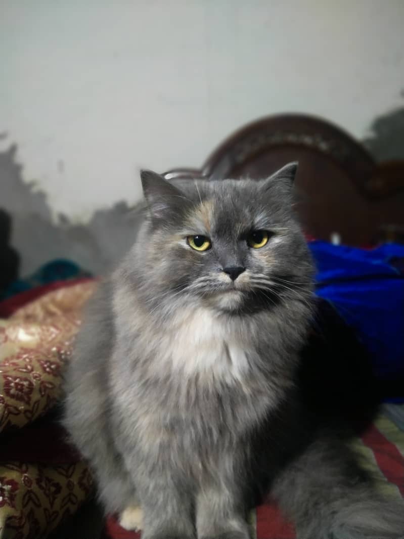 Persian Cat Female Whatsapp 0305/8582399 0