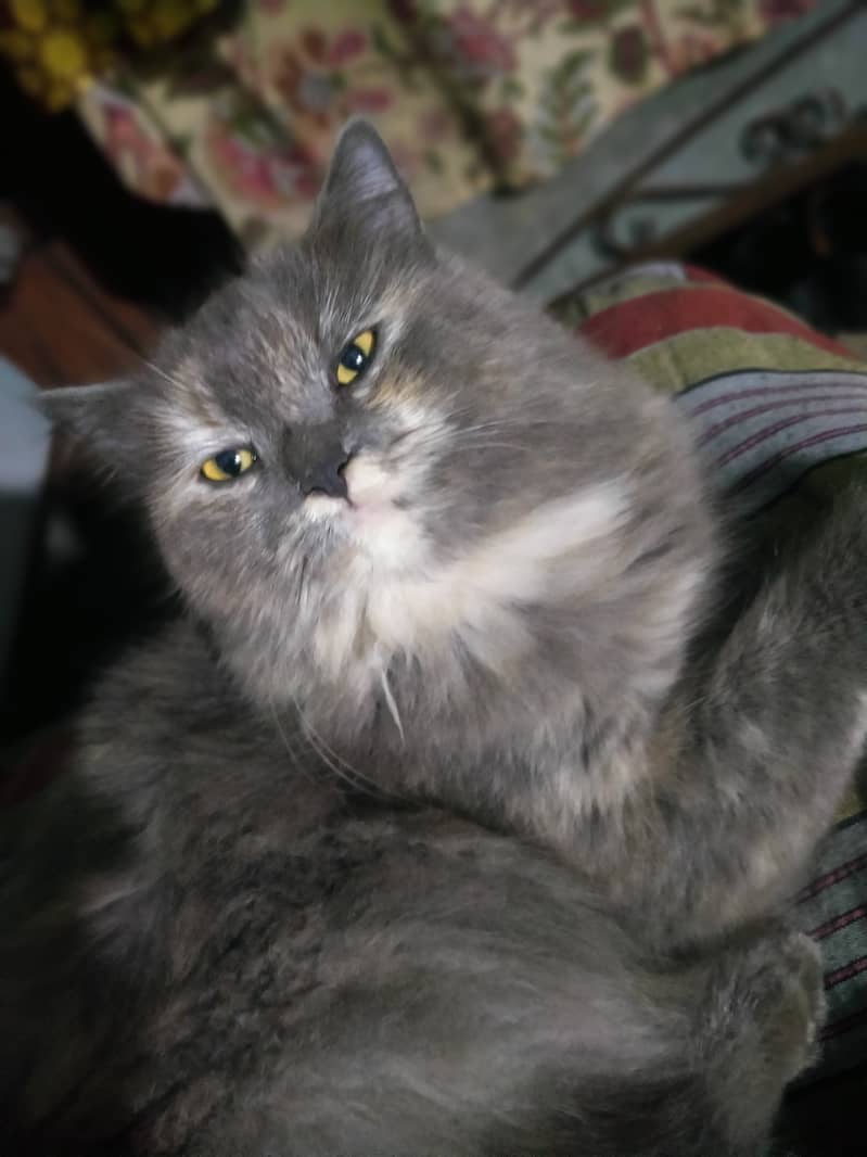 Persian Cat Female Whatsapp 0305/8582399 2