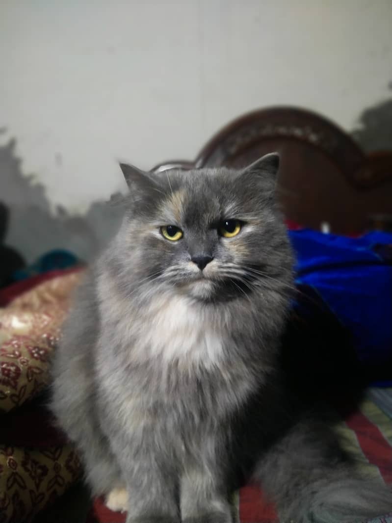 Persian Cat Female Whatsapp 0305/8582399 3