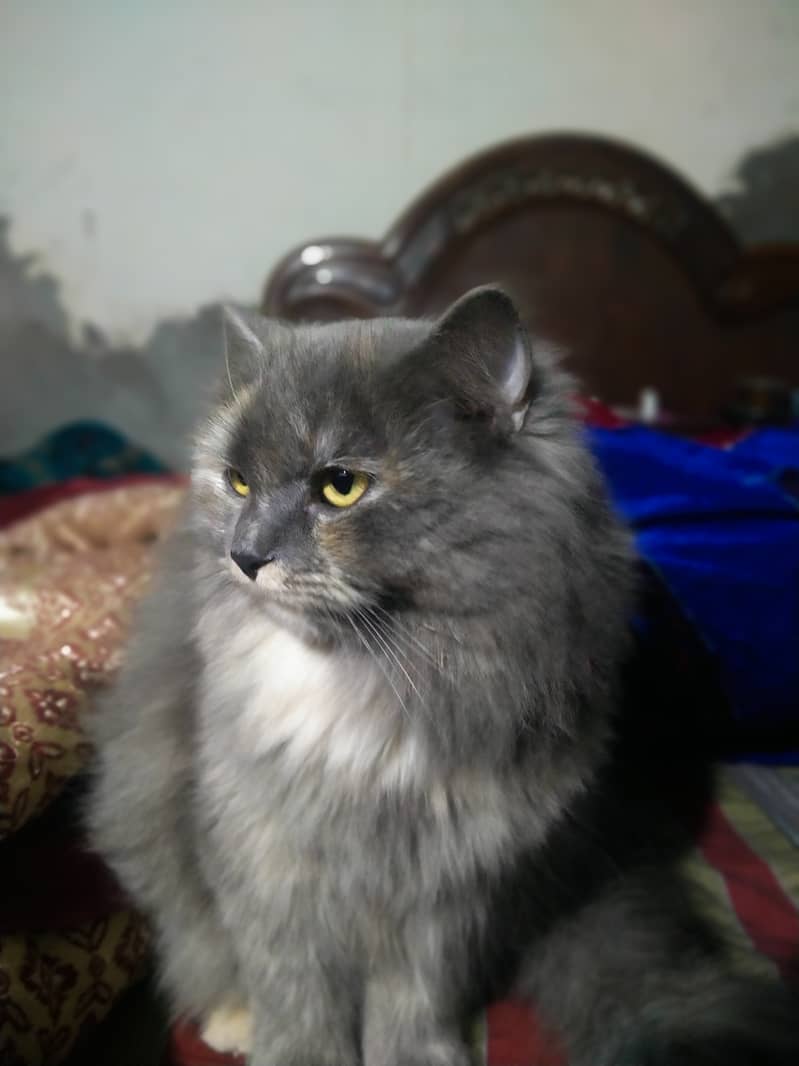 Persian Cat Female Whatsapp 0305/8582399 5