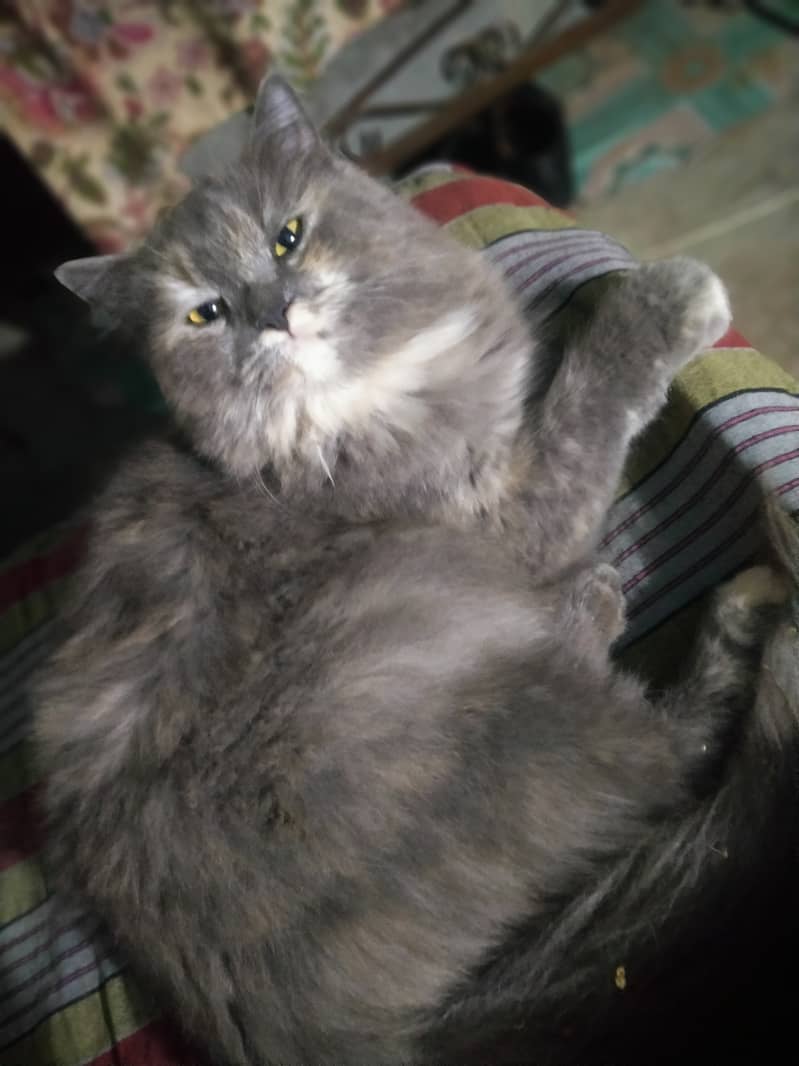 Persian Cat Female Whatsapp 0305/8582399 7