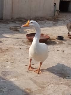 Big duck for sale