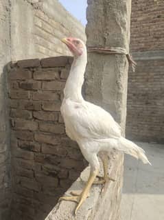 white Heera aseel male. . age 6-7 month