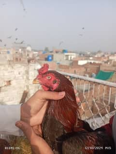 Amroha Aseel cock