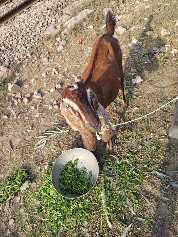 pure desi bakri 3 month 1