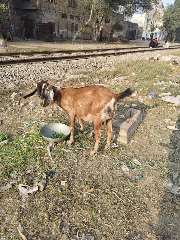 pure desi bakri 3 month 2