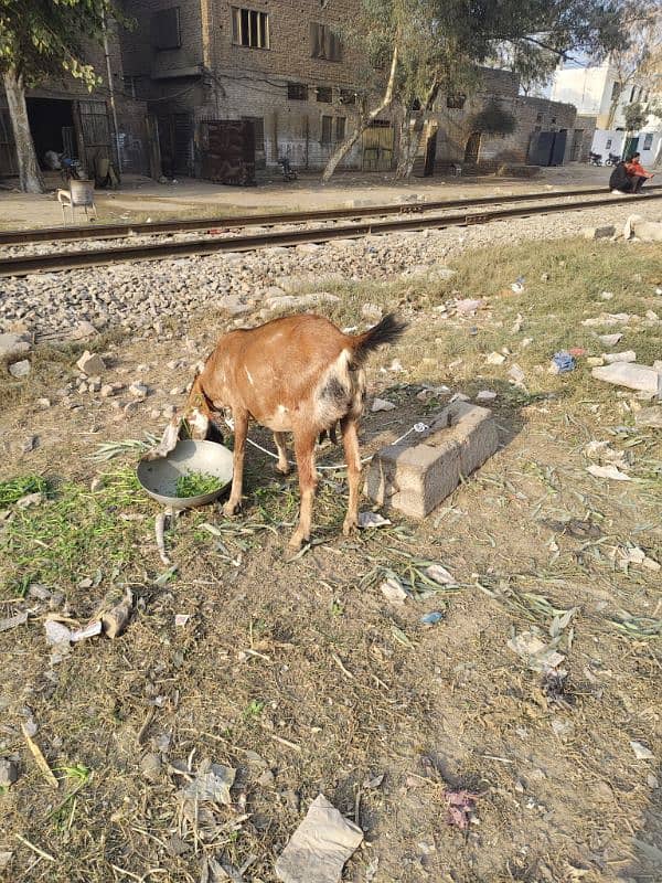 pure desi bakri 3 month 3