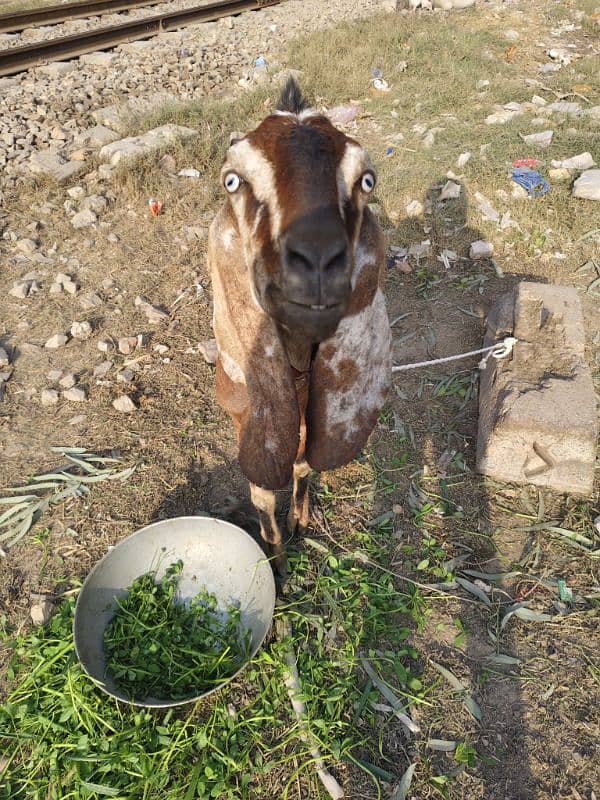 pure desi bakri 3 month 4