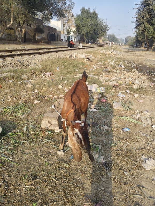 pure desi bakri 3 month 5