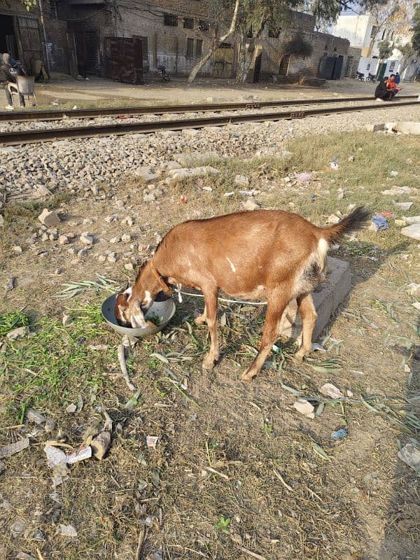 pure desi bakri 3 month 6