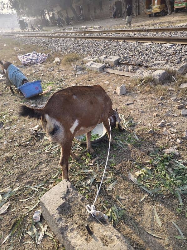 pure desi bakri 3 month 7