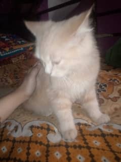 Persian cat triple coated